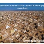 Déforestation urbaine à Dakar : quand le béton grignote nos arbres