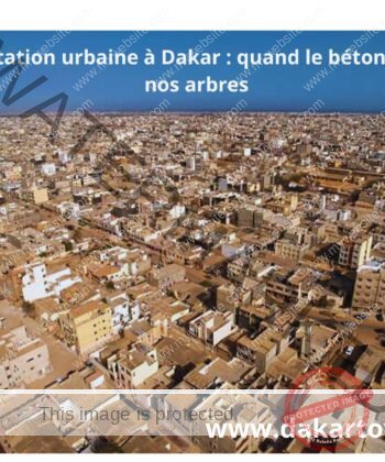 Déforestation urbaine à Dakar : quand le béton grignote nos arbres