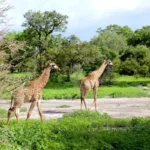 A la découverte des parcs et réserves naturels du Sénégal