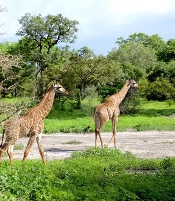 A la découverte des parcs et réserves naturels du Sénégal