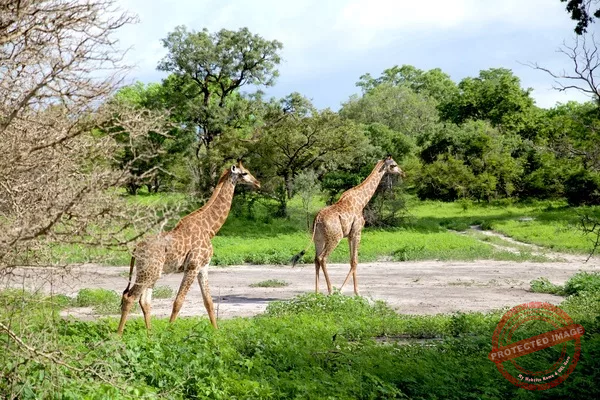 A la découverte des parcs et réserves naturels du Sénégal