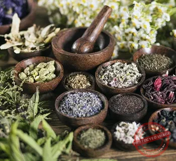 Balade botanique : à la découverte des plantes médicinales au Sénégal